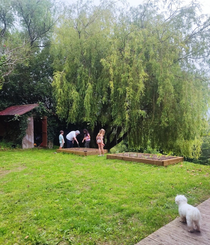 Renovación de jardín con pradera, árbol frondoso y bancales de huerto elevados.
